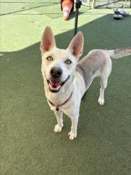 Shelter Stray Male Dog last seen , 11361 W Pico Blvd, Los Angeles, CA 90064, USA