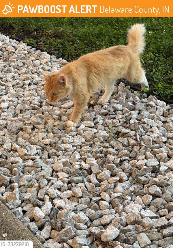 Found/Stray Unknown Cat last seen Near East by Highway Dept, Delaware County, IN 47320