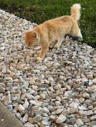 Found/Stray Unknown Cat last seen Near East by Highway Dept, Delaware County, IN 47320