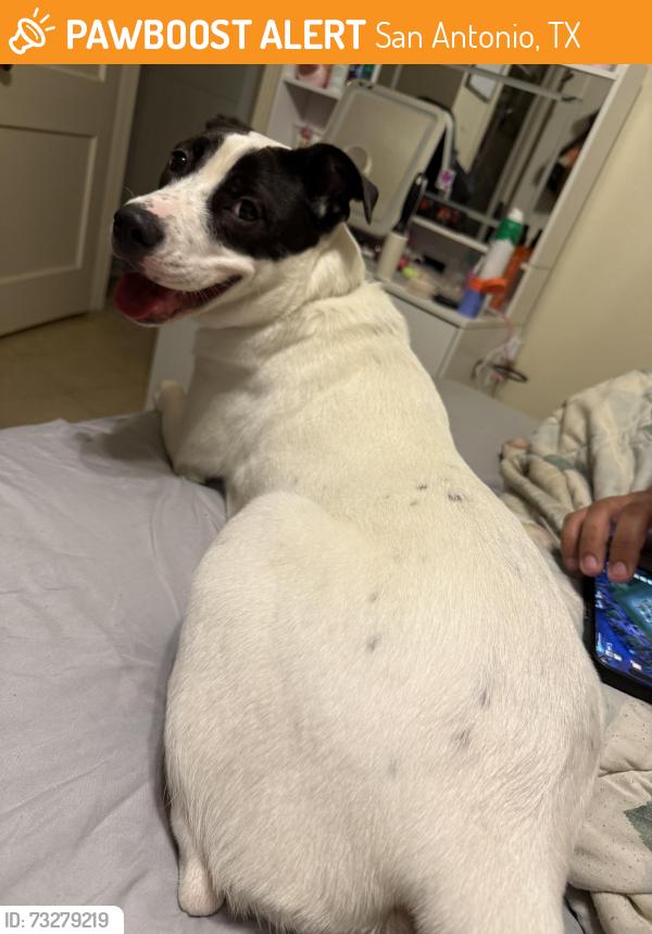 Found/Stray Female Dog last seen Espada dam, San Antonio, TX 78214
