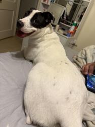 Found/Stray Female Dog last seen Espada dam, San Antonio, TX 78214