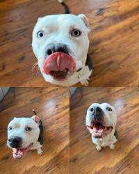 Shelter Stray Female Dog last seen Near BLOCK SE 267TH ST, COVINGTON WA 98042 5083, 21615 64th Ave S, Kent, WA 98032, USA