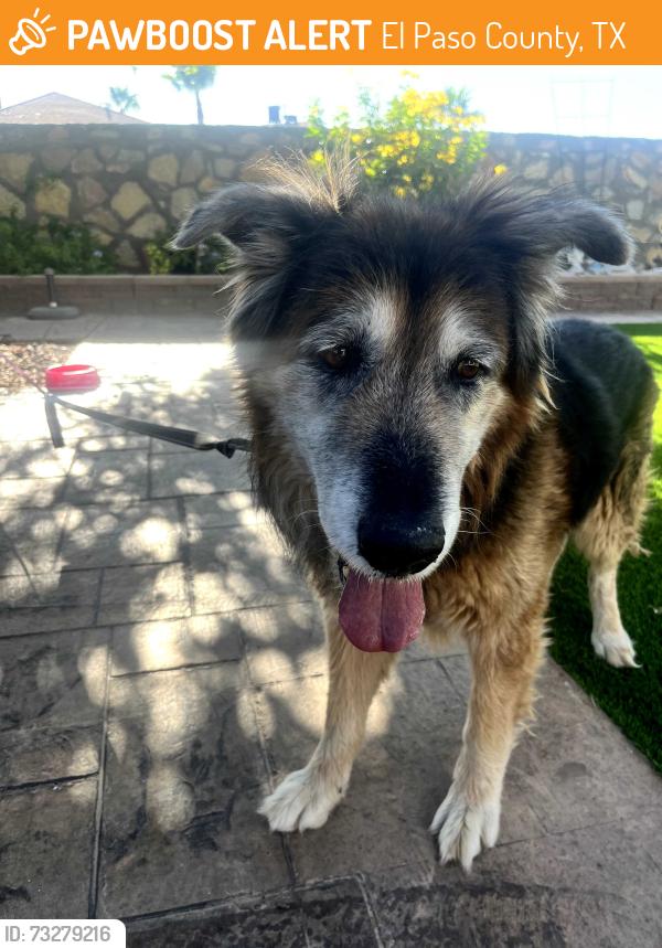 Found/Stray Male Dog last seen Joe Battle, El Paso County, TX 79936