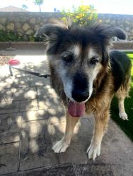 Found/Stray Male Dog last seen Joe Battle, El Paso County, TX 79936
