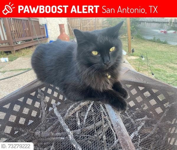 Lost Female Cat last seen Bell Dr and Chatwood, San Antonio, TX 78217