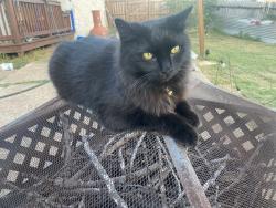 Lost Female Cat last seen Bell Dr and Chatwood, San Antonio, TX 78217