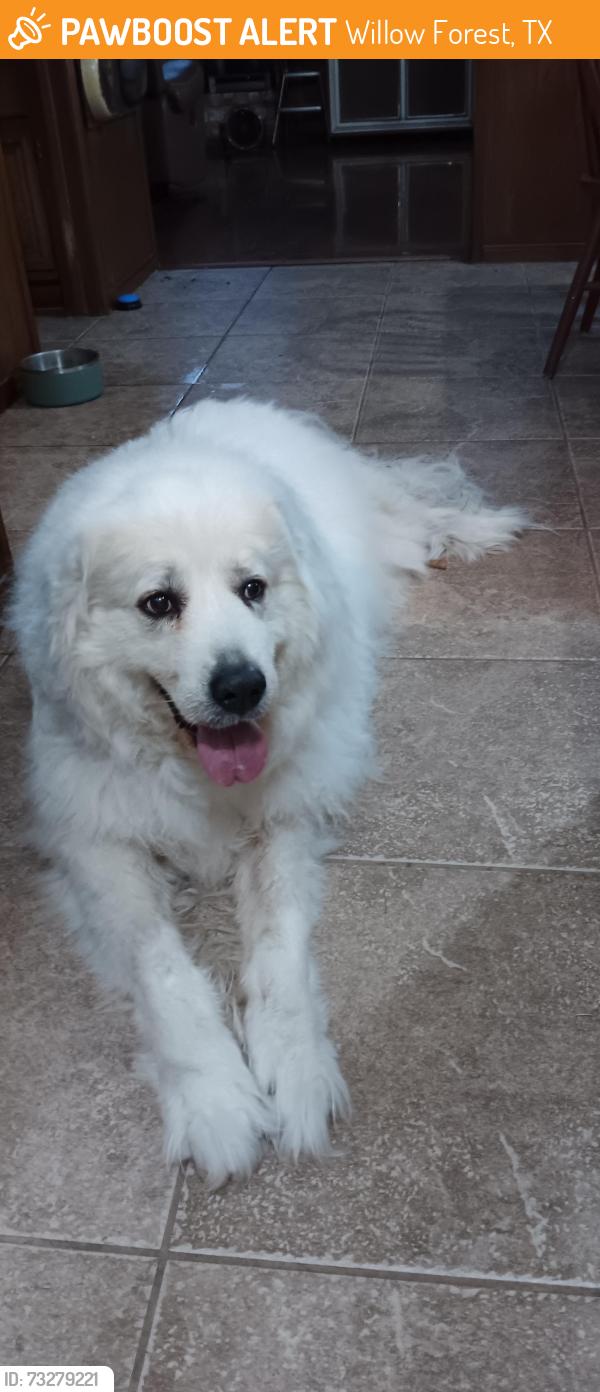 Found/Stray Male Dog last seen Dowdell, Willow Forest, TX 77375