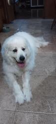 Found/Stray Male Dog last seen Dowdell, Willow Forest, TX 77375