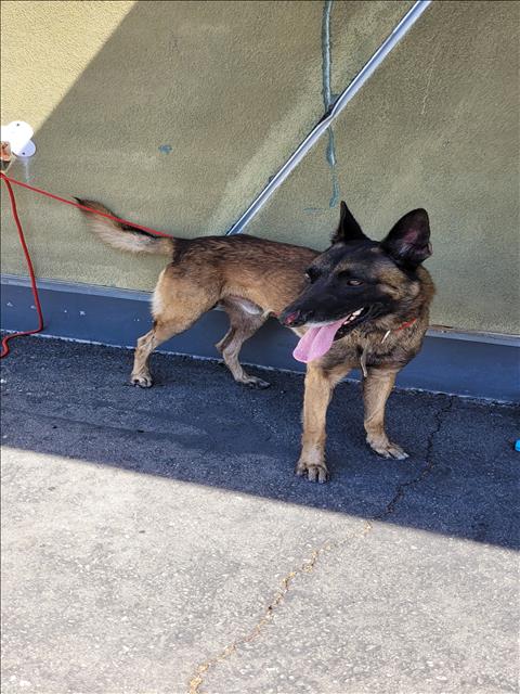 Shelter Stray Male Dog last seen , 1850 W 60th St, Los Angeles, CA 90047, USA