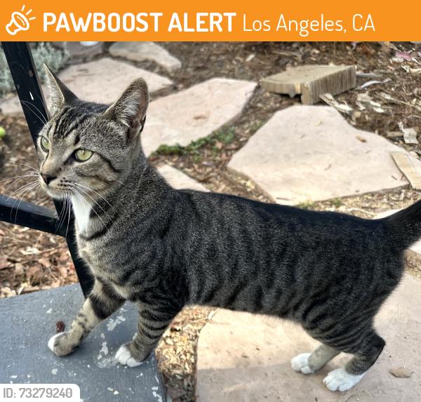 Found/Stray Male Cat last seen Winchester Ave/Concord Ave, Los Angeles, CA 90032
