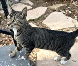 Found/Stray Male Cat last seen Winchester Ave/Concord Ave, Los Angeles, CA 90032