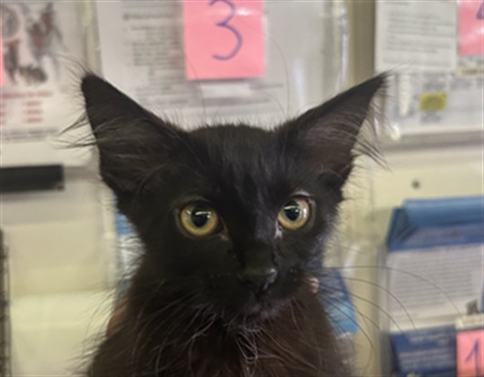 Shelter Stray Female Cat last seen , 1850 W 60th St, Los Angeles, CA 90047, USA