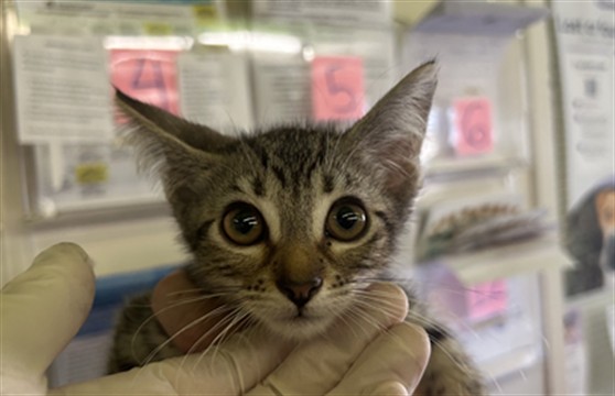 Shelter Stray Female Cat last seen , 1850 W 60th St, Los Angeles, CA 90047, USA