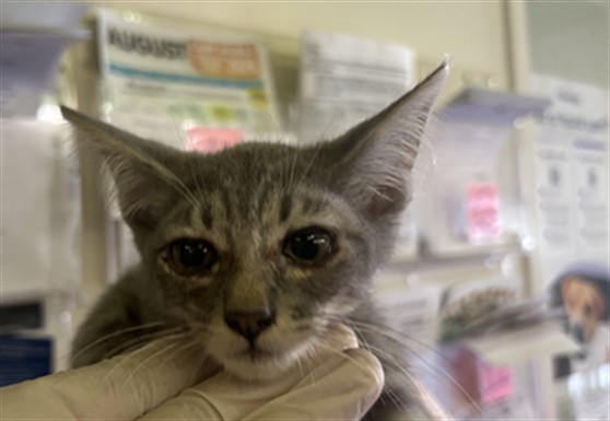Shelter Stray Female Cat last seen , 1850 W 60th St, Los Angeles, CA 90047, USA