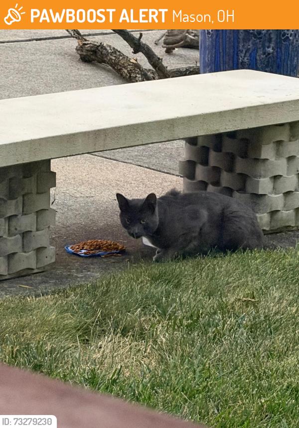 Found/Stray Unknown Cat last seen UDF, Mason, OH 45040