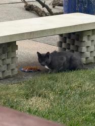 Found/Stray Unknown Cat last seen UDF, Mason, OH 45040