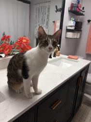 Found/Stray Female Cat last seen Thunderbird, Spring Hill, FL 34606