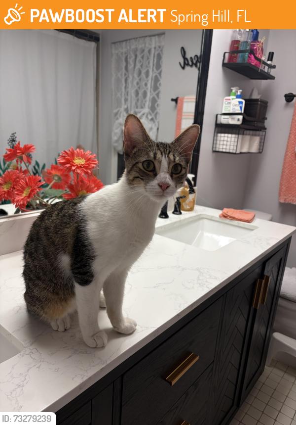 Found/Stray Female Cat last seen Thunderbird, Spring Hill, FL 34606