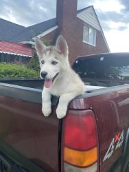 Lost Male Dog last seen Near Bennett, Detroit, MI 48219