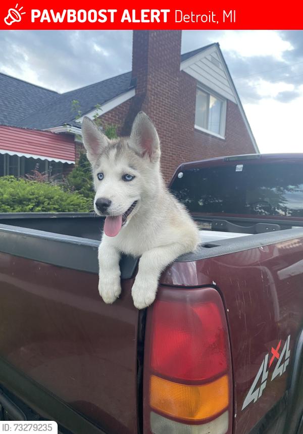 Lost Male Dog last seen Near Bennett, Detroit, MI 48219