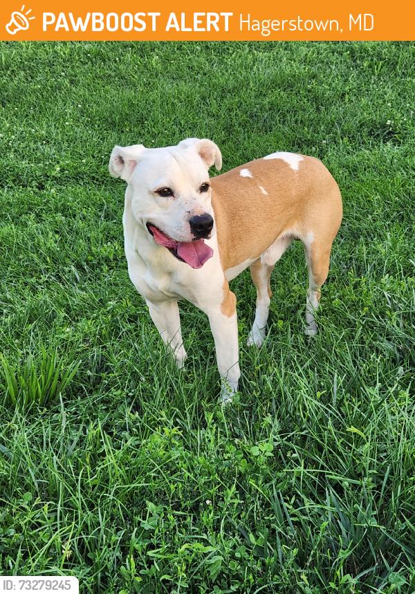 Found/Stray Male Dog last seen Softball fields, Hagerstown, MD 21740