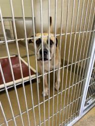 Shelter Stray Male Dog last seen ABURN BLVD/ DEVECCHI AVE, 95621, 3839 Bradshaw Rd, Sacramento, CA 95827, USA