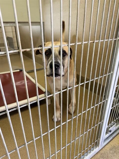 Shelter Stray Male Dog last seen ABURN BLVD/ DEVECCHI AVE, 95621, 3839 Bradshaw Rd, Sacramento, CA 95827, USA