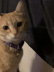 Lost Female Cat last seen Brookside Dr. & N. Laurelglen, Bakersfield, CA 93301