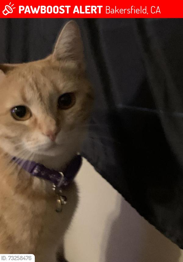 Lost Female Cat last seen Brookside Dr. & N. Laurelglen, Bakersfield, CA 93301