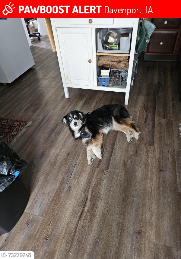 Lost Male Dog last seen Gayman Ave & Central Park, Davenport, IA 52804