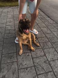 Found/Stray Male Dog last seen 192nd Dr, Miami, FL 33157