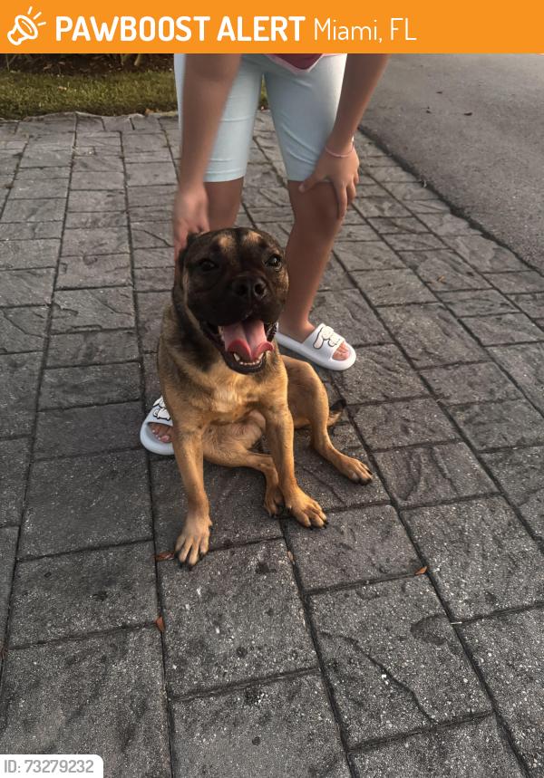 Found/Stray Male Dog last seen 192nd Dr, Miami, FL 33157