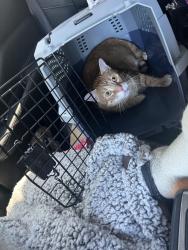 Lost Male Cat last seen Kelly elliott & Elliott Oaks, Arlington, TX 76017