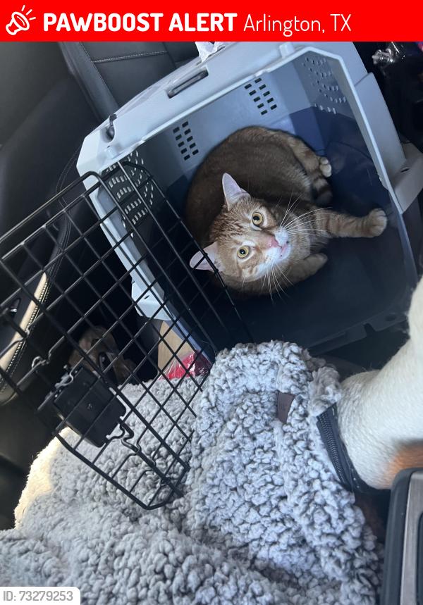 Lost Male Cat last seen Kelly elliott & Elliott Oaks, Arlington, TX 76017