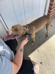 Found/Stray Female Dog last seen Near w everman parkway, Fort Worth, TX 76115