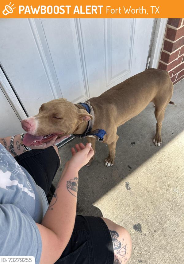 Found/Stray Female Dog last seen Near w everman parkway, Fort Worth, TX 76115