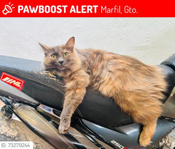 Lost Female Cat last seen Calle San Cayetano, Calle Guanajuato, Calle Casahuate, Marfil, Gto. 36257