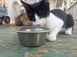 Found/Stray Male Cat last seen County road 253, Athens, TN 37303