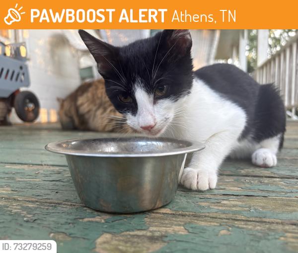 Found/Stray Male Cat last seen County road 253, Athens, TN 37303