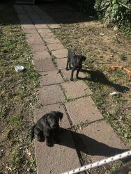Lost Male Dog last seen hse, Harrisburg, PA 17103
