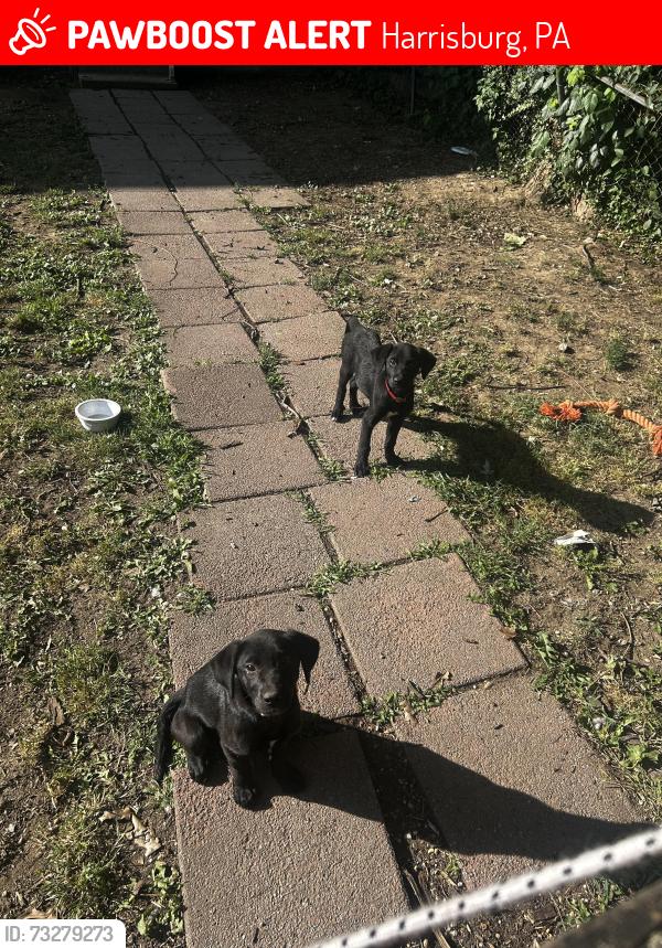 Lost Male Dog last seen hse, Harrisburg, PA 17103
