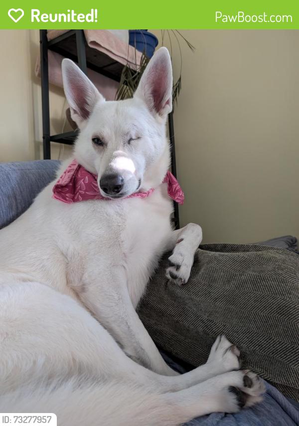Reunited Female Dog last seen Buttolph and Shacksboro Rd in Shoreham, Shoreham, VT 05770