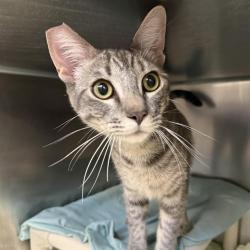Shelter Stray Male Cat last seen E CENTENNIAL PKWY & N 5TH ST, 655 N Mojave Rd, Las Vegas, NV 89101, USA