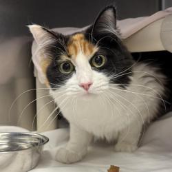 Shelter Stray Female Cat last seen Near BLOCK WINE CELLAR AVE, LAS VEGAS NV 89148, 655 N Mojave Rd, Las Vegas, NV 89101, USA