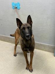 Shelter Stray Female Dog last seen Near BLOCK N NELLIS BLVD, LAS VEGAS NV 89115, 655 N Mojave Rd, Las Vegas, NV 89101, USA