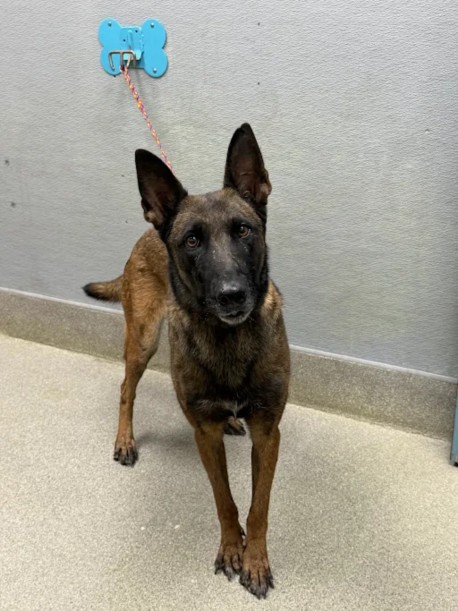 Shelter Stray Female Dog last seen Near BLOCK N NELLIS BLVD, LAS VEGAS NV 89115, 655 N Mojave Rd, Las Vegas, NV 89101, USA