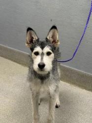 Shelter Stray Male Dog last seen ELM AVE & N 21ST ST, 655 N Mojave Rd, Las Vegas, NV 89101, USA