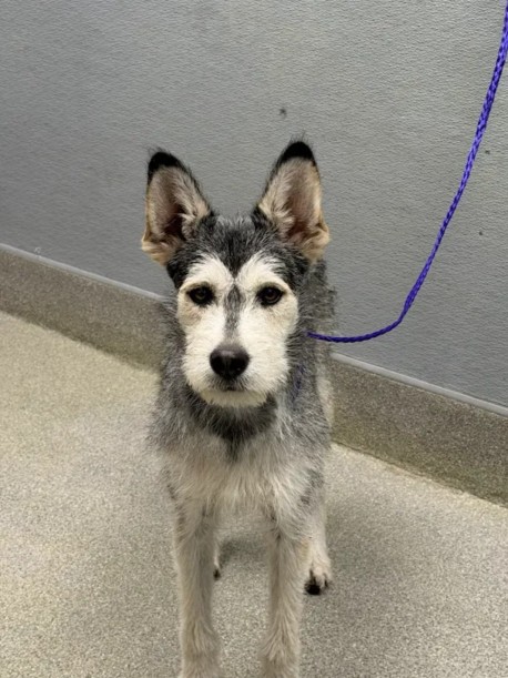 Shelter Stray Male Dog last seen ELM AVE & N 21ST ST, 655 N Mojave Rd, Las Vegas, NV 89101, USA