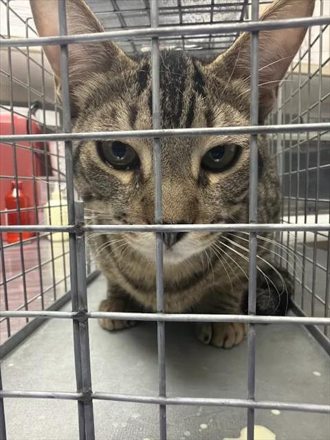 Shelter Stray Male Cat last seen DROPPED AT SHELTER, 655 N Mojave Rd, Las Vegas, NV 89101, USA