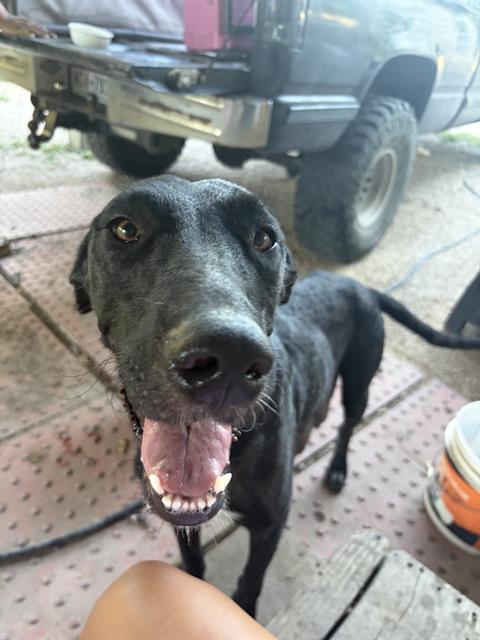 Shelter Stray Female Dog last seen CULEBRA AND ZARZAMORA, 4710 TX-151, San Antonio, TX 78227, USA